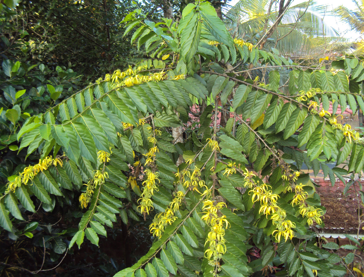 Ylang Ylang Olie: jouw gids voor rust en romantiek