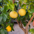 Bergamot - Etherische Olie