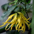 Ylang Ylang - Etherische Olie
