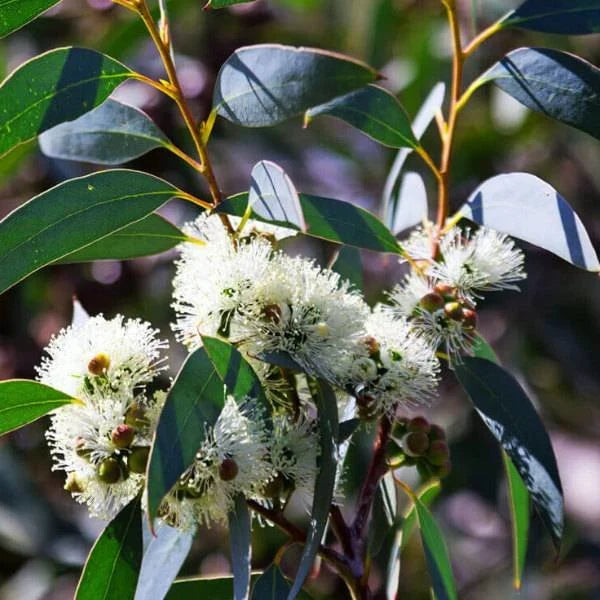 etherische olie eucalyptus