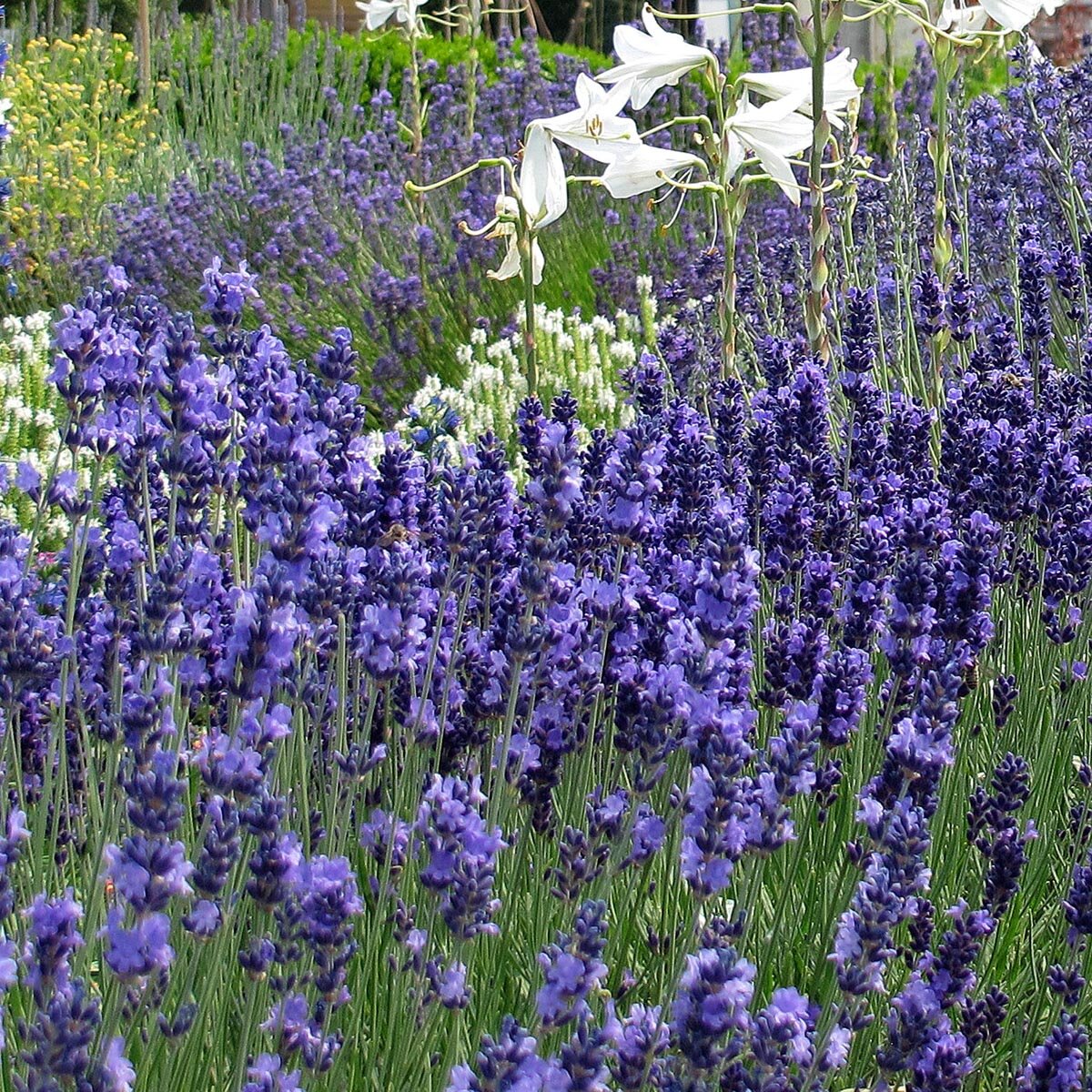 Lavendel - Etherische Olie